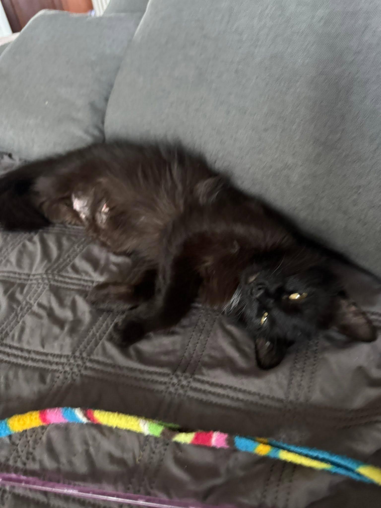 Enlarge Shadow, a Adoptable Domestic Long Hair in Queen Creek, AZ image 4/6