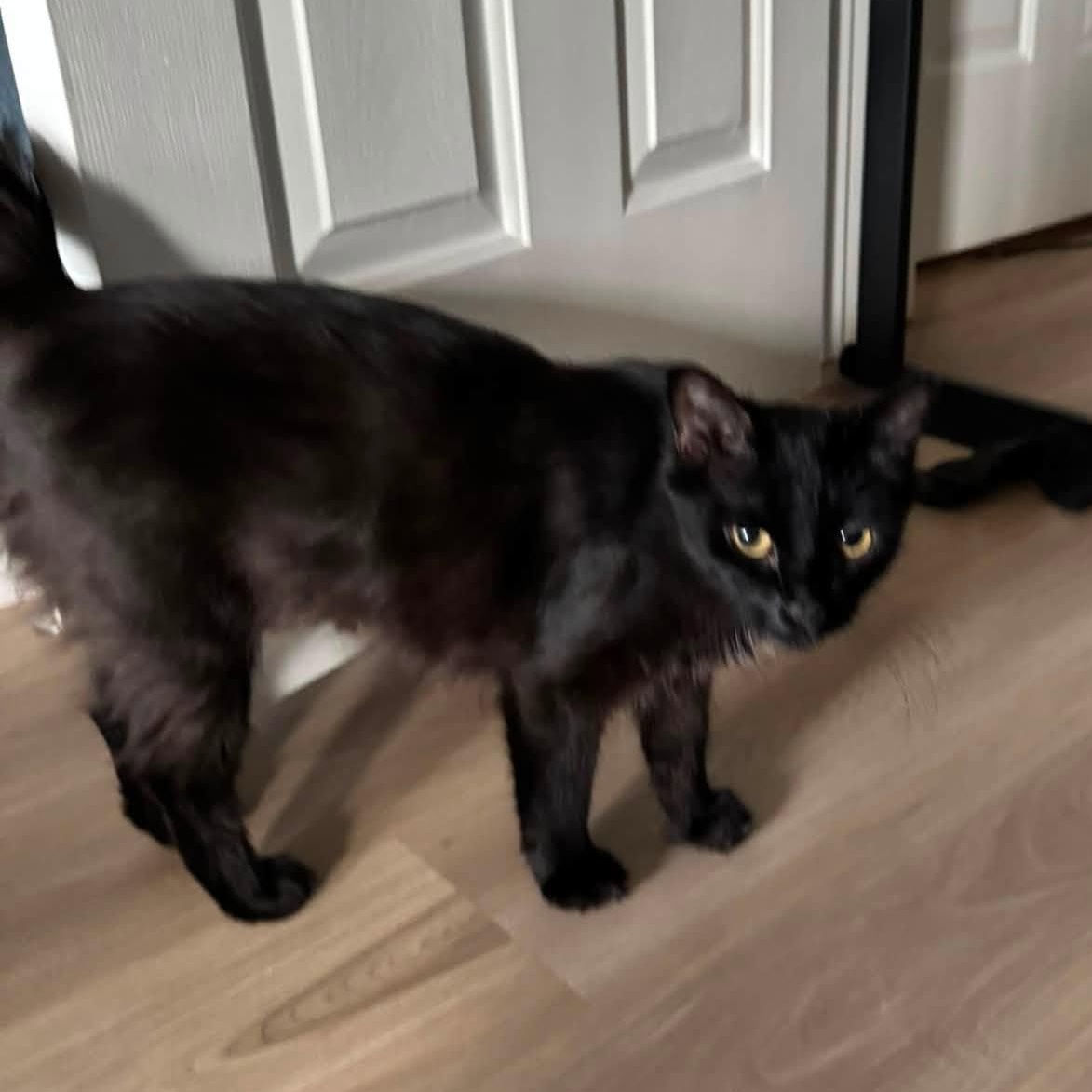 Enlarge Shadow, a Adoptable Domestic Long Hair in Queen Creek, AZ image 5/6