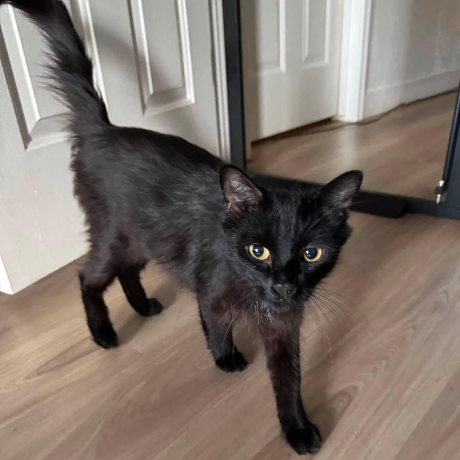 Enlarge Shadow, a Adoptable Domestic Long Hair in Queen Creek, AZ image 1/6