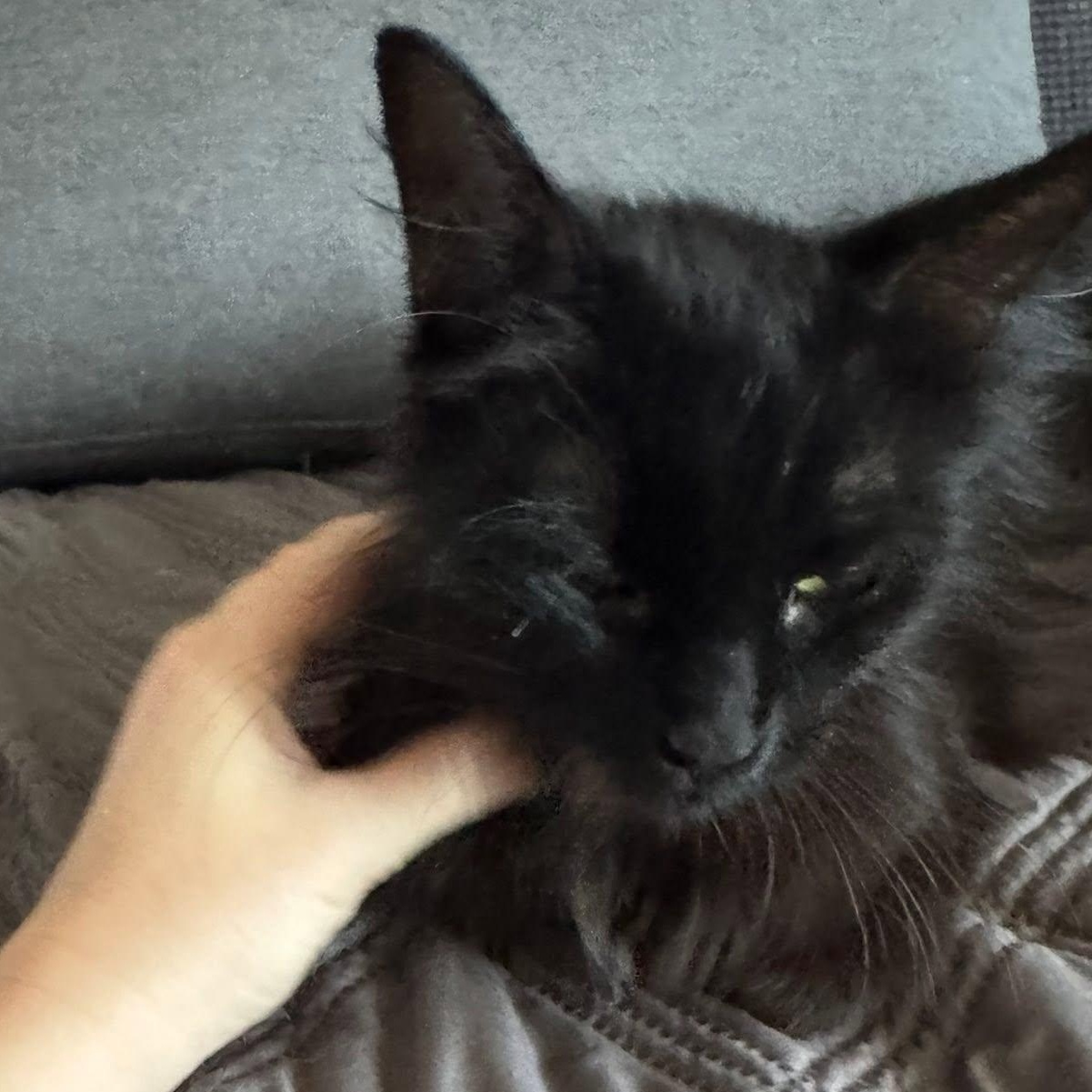 Enlarge Shadow, a Adoptable Domestic Long Hair in Queen Creek, AZ image 3/6