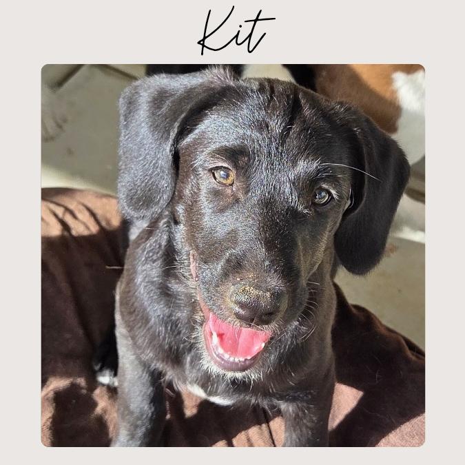 KIT, Adoptable, Puppy Female Labradoodle & German Shepherd Dog.