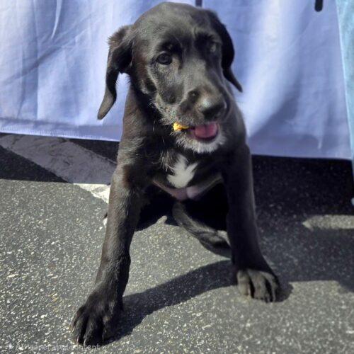 Enlarge KIT, a Adoptable mixed breed in San Juan Capistrano, CA image 4/5