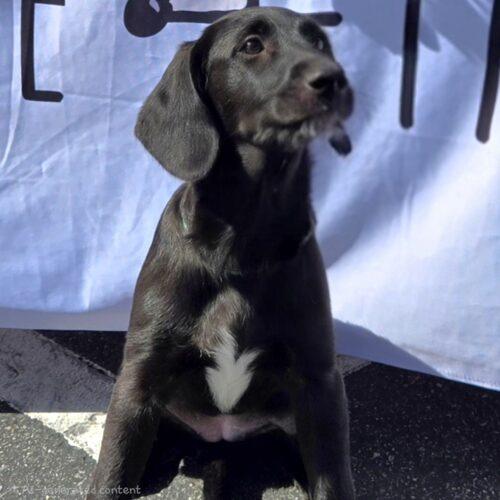 Enlarge KIT, a Adoptable mixed breed in San Juan Capistrano, CA image 5/5