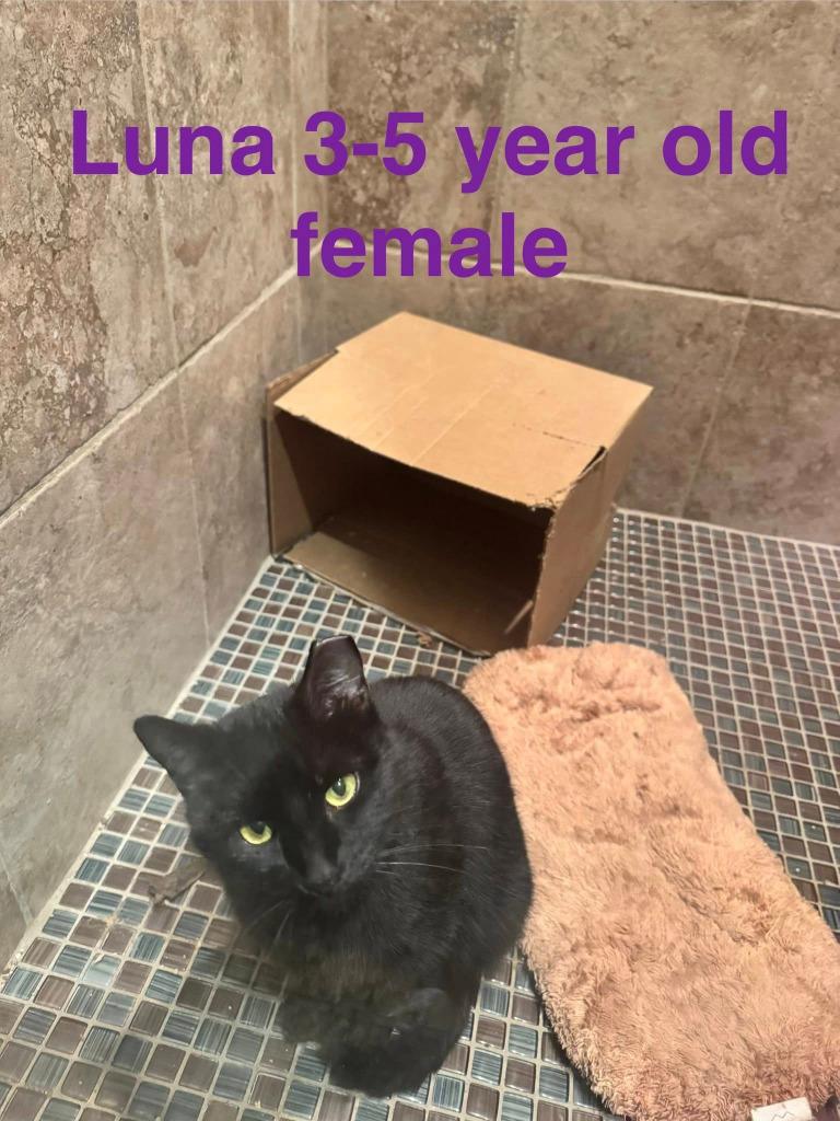 Luna, Adoptable, Adult Female Domestic Short Hair.
