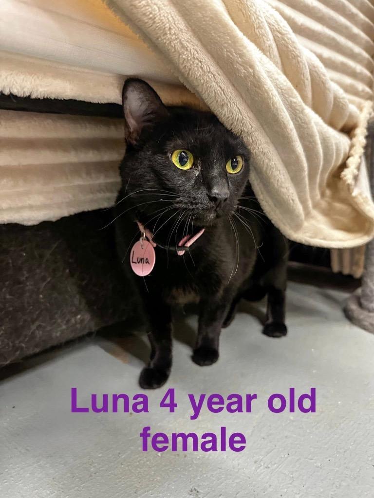 Luna, a Adoptable mixed breed in Mustang, OK image 4/4
