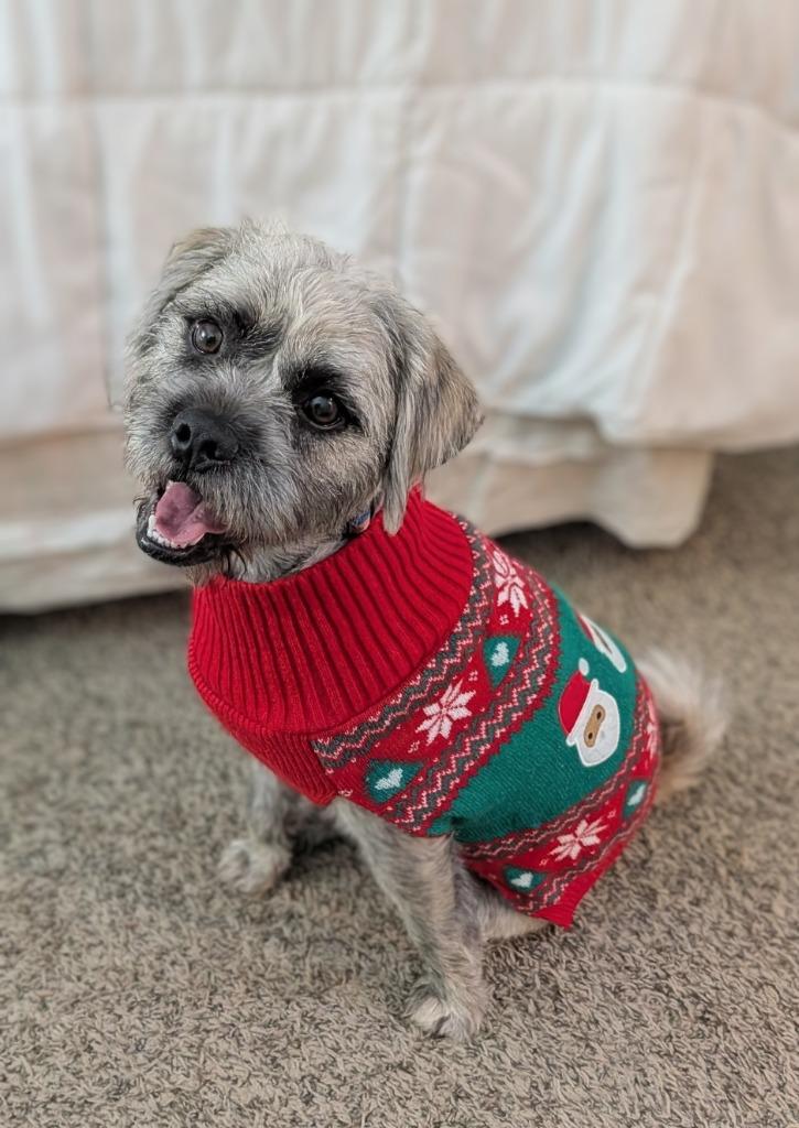 Enlarge Kennan, a Adoptable mixed breed in West Bloomfield, MI image 1/5