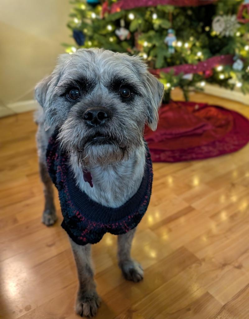 Enlarge Kennan, a Adoptable mixed breed in West Bloomfield, MI image 3/5