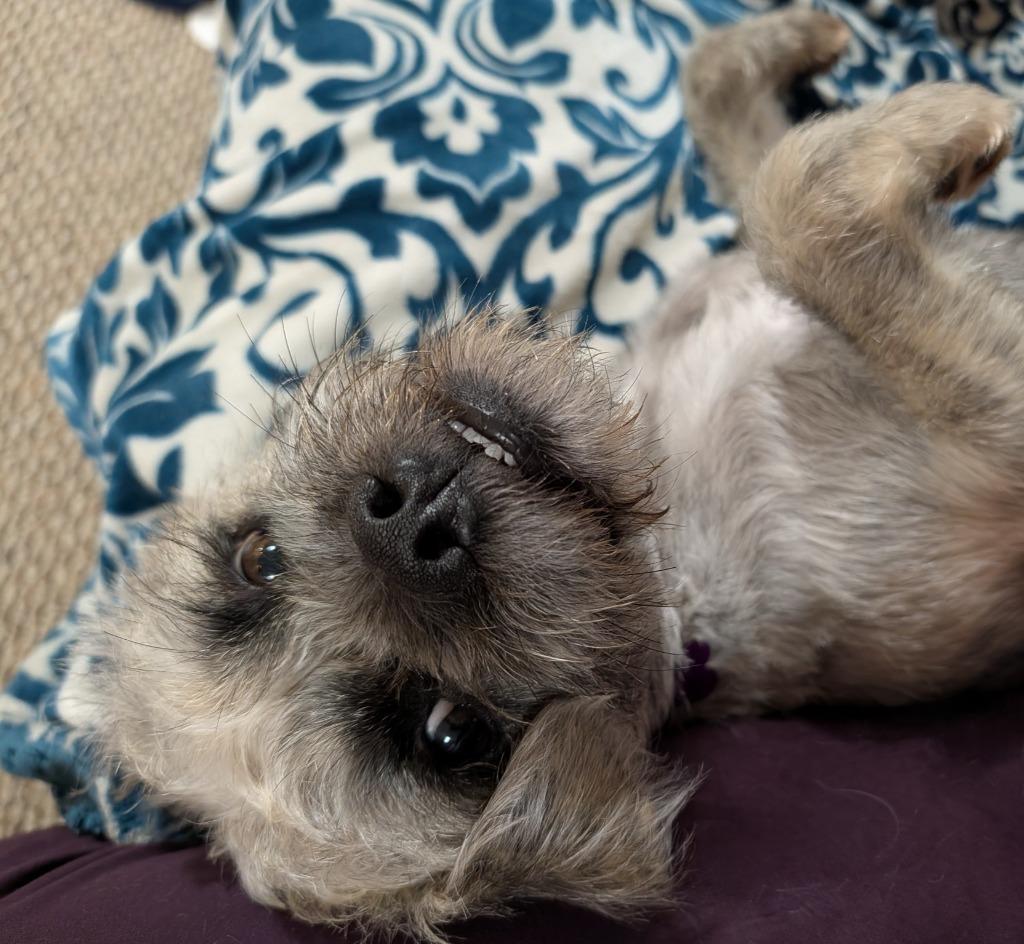 Enlarge Kennan, a Adoptable mixed breed in West Bloomfield, MI image 4/5