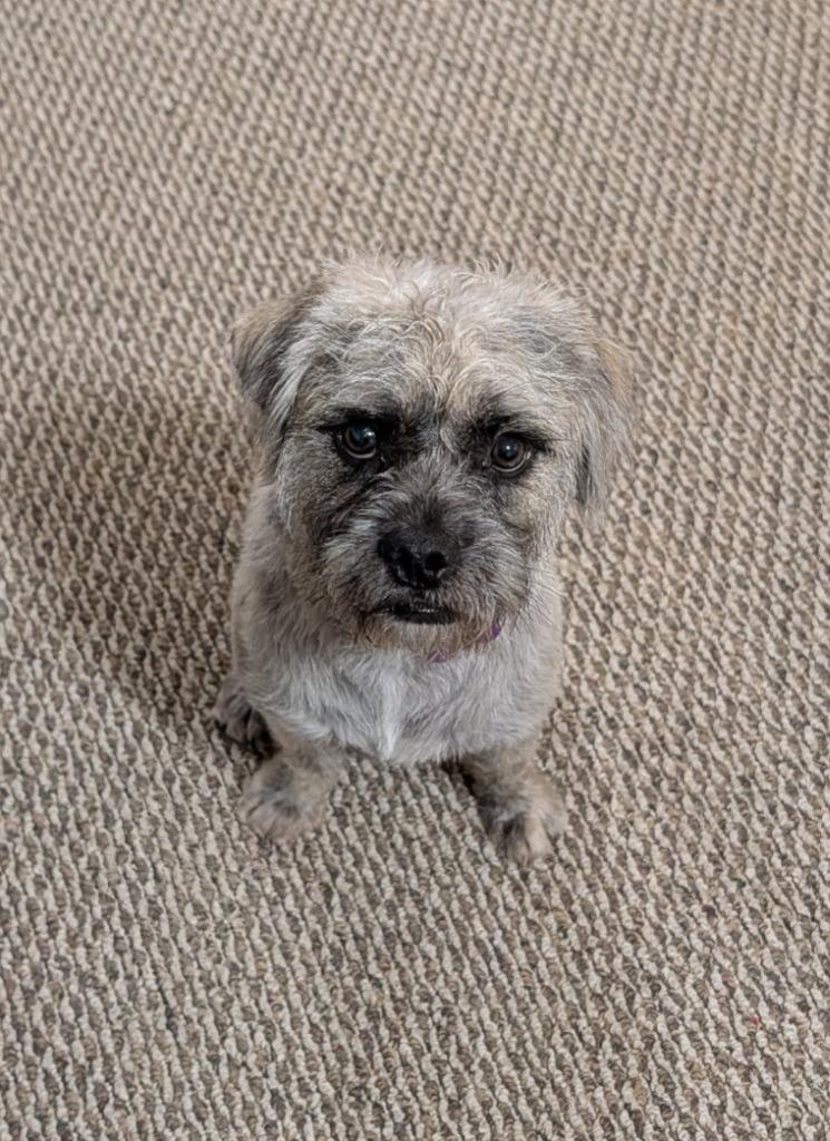 Enlarge Kennan, a Adoptable mixed breed in West Bloomfield, MI image 5/5