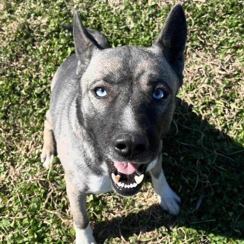 Storm, adopted, Adult Female Husky.