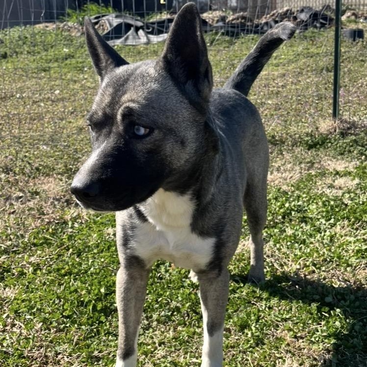 Enlarge Storm, an adopted mixed breed in Durant, OK image 2/2