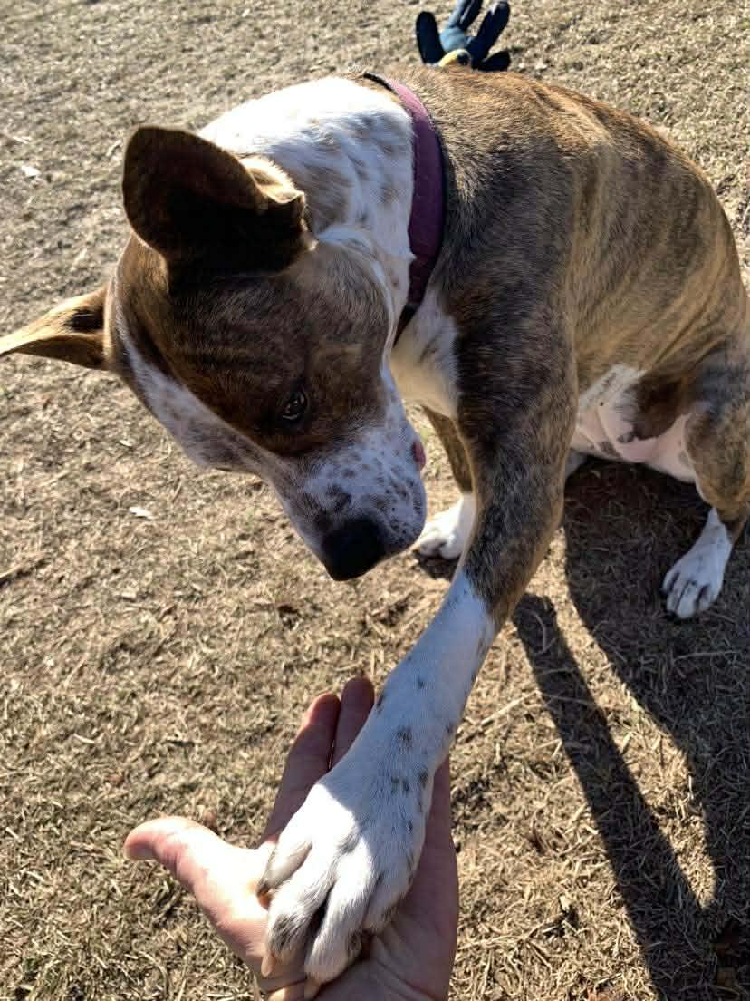 Enlarge Bea, a Adoptable mixed breed in Kingston, MA image 6/6
