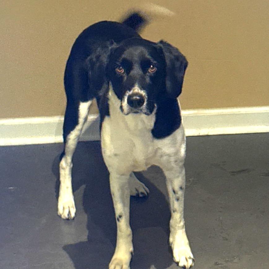 Enlarge Shadow, a Adoptable mixed breed in Waggaman, LA image 4/6