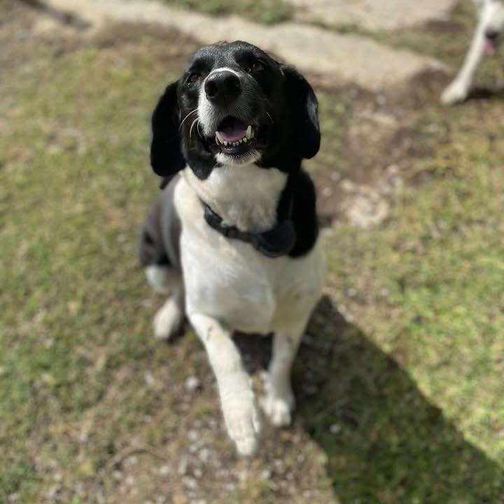 Enlarge Shadow, a Adoptable mixed breed in Waggaman, LA image 5/6