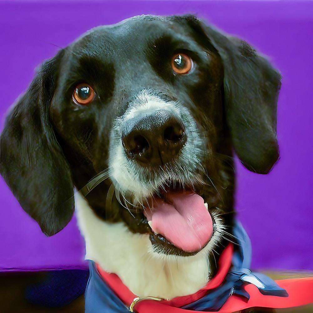 Enlarge Shadow, a Adoptable mixed breed in Waggaman, LA image 6/6