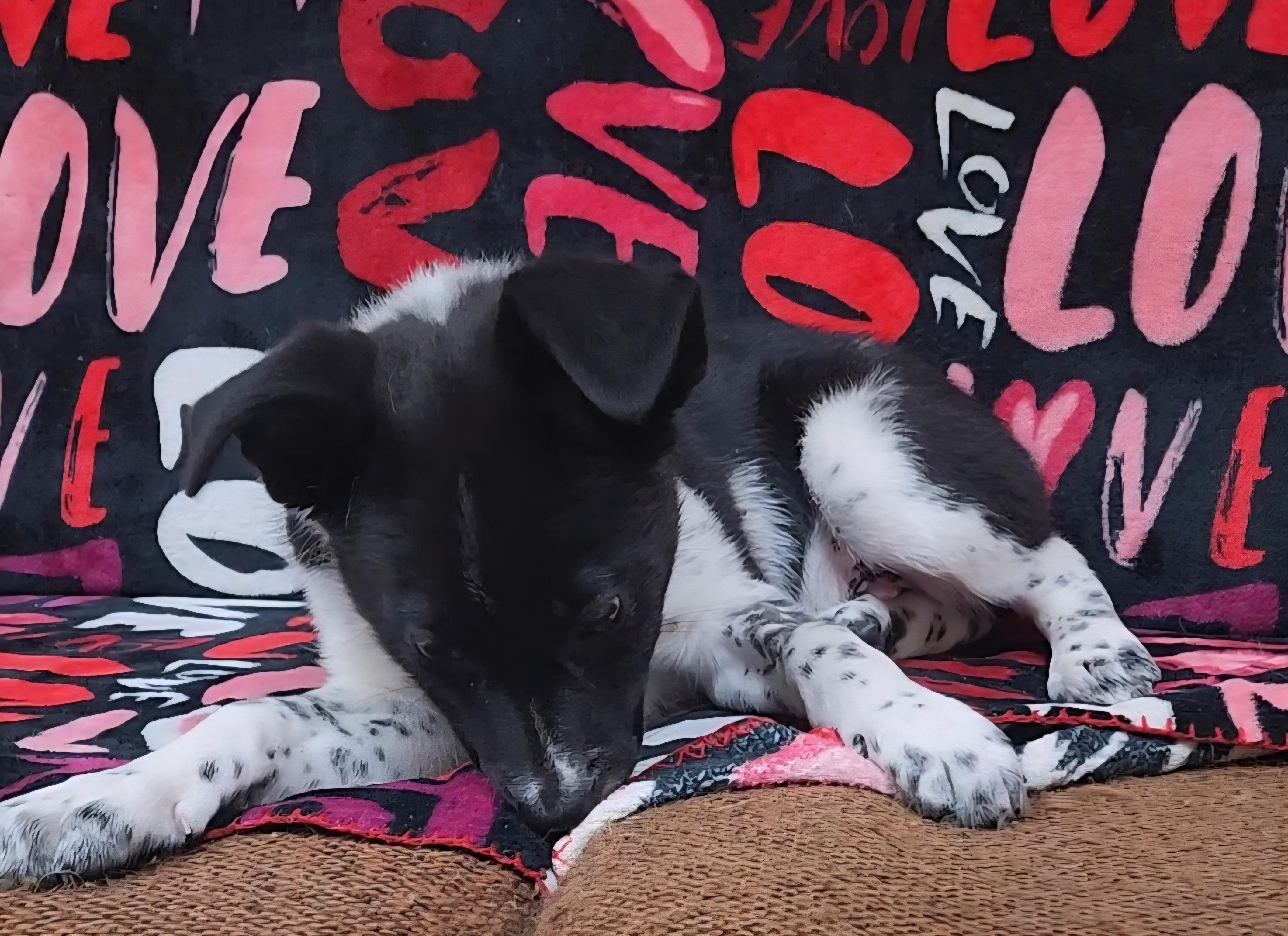 Marshmellow, a Adoptable Cattle Dog in Neillsville, WI image 3/5