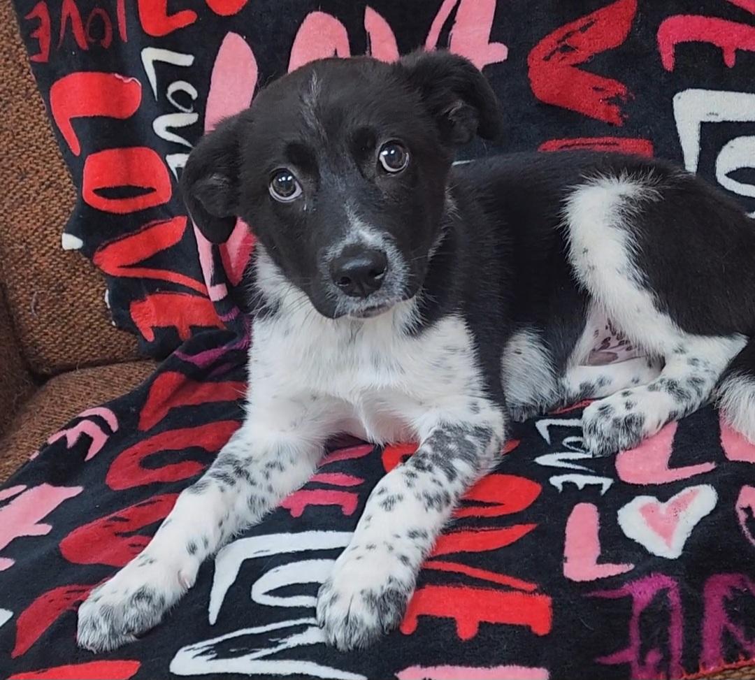 Marshmellow, a Adoptable Cattle Dog in Neillsville, WI image 2/5