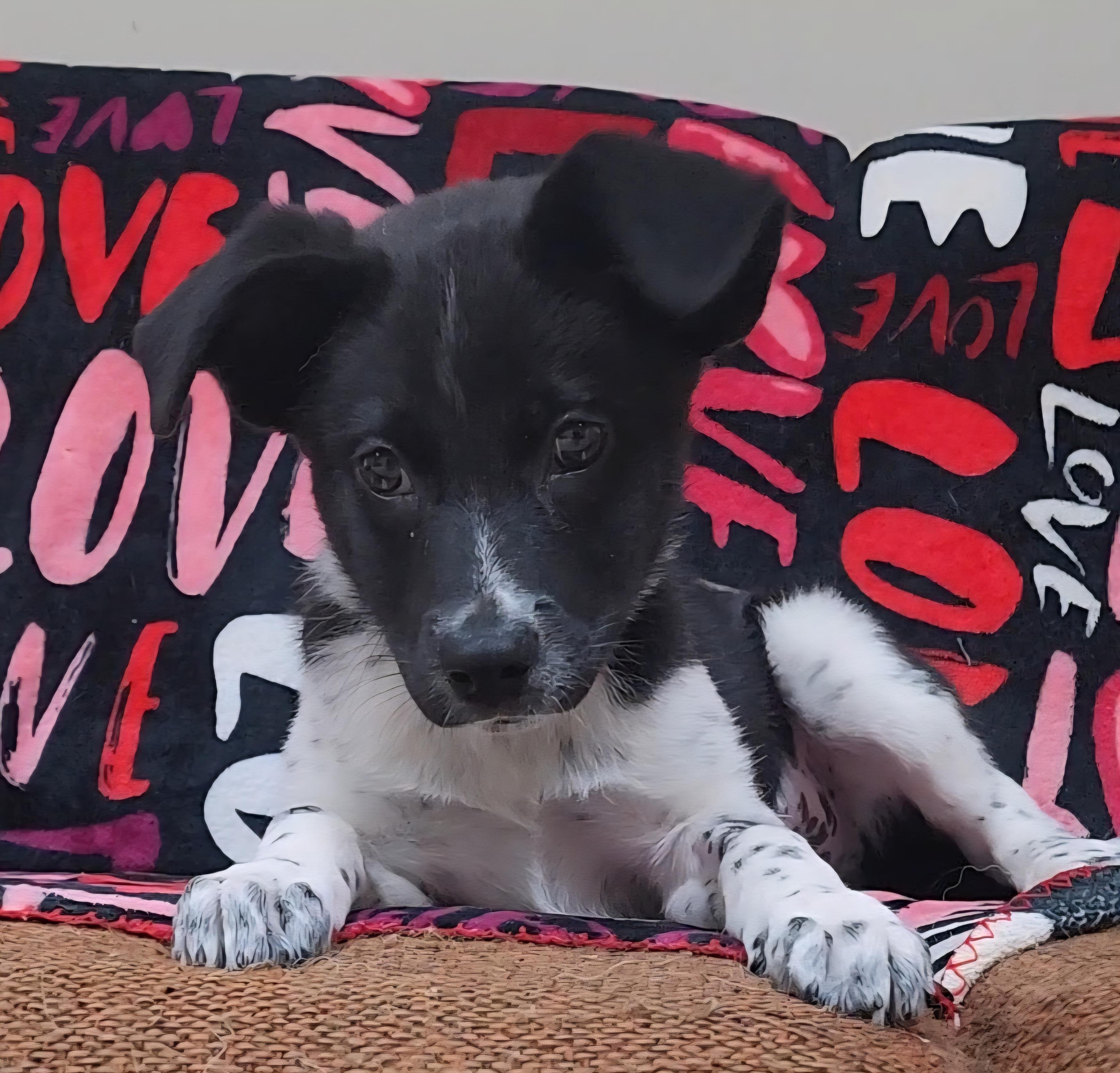 Marshmellow, Adoptable, Puppy Male Cattle Dog.