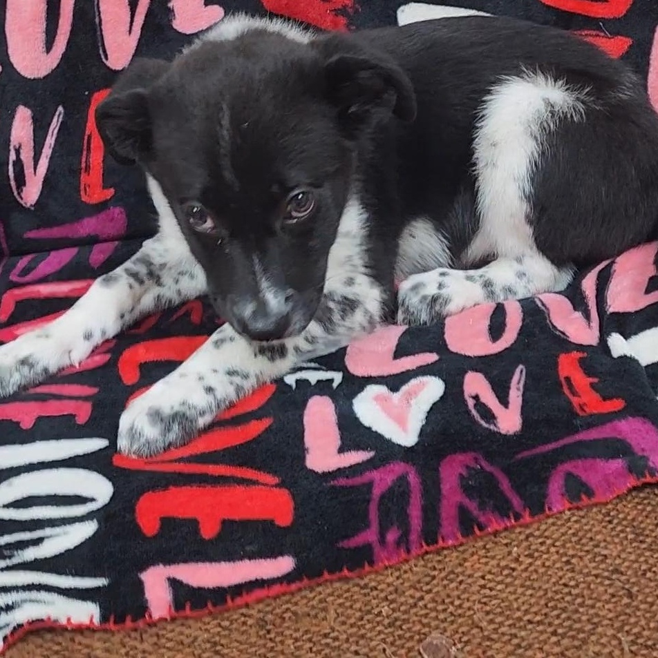 Marshmellow, a Adoptable Cattle Dog in Neillsville, WI image 5/5
