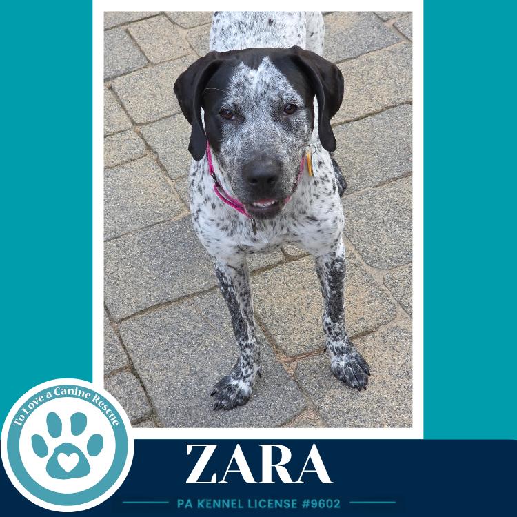 Zara 080126, Adoptable, Young Female Pointer & Mixed Breed.