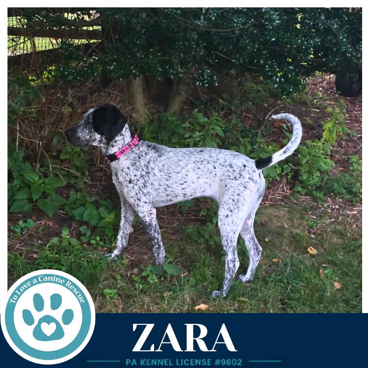 Zara 080126, a Adoptable mixed breed in Kimberton, PA image 2/5