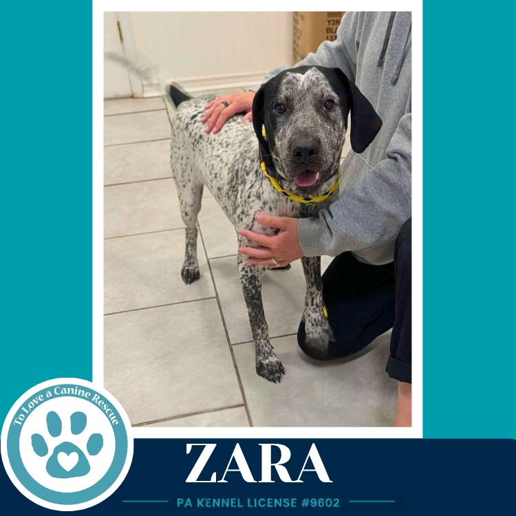 Zara 080126, a Adoptable mixed breed in Kimberton, PA image 3/5