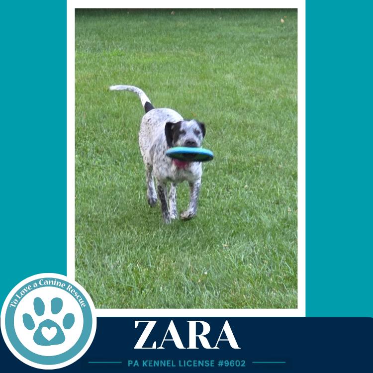 Zara 080126, a Adoptable mixed breed in Kimberton, PA image 4/5