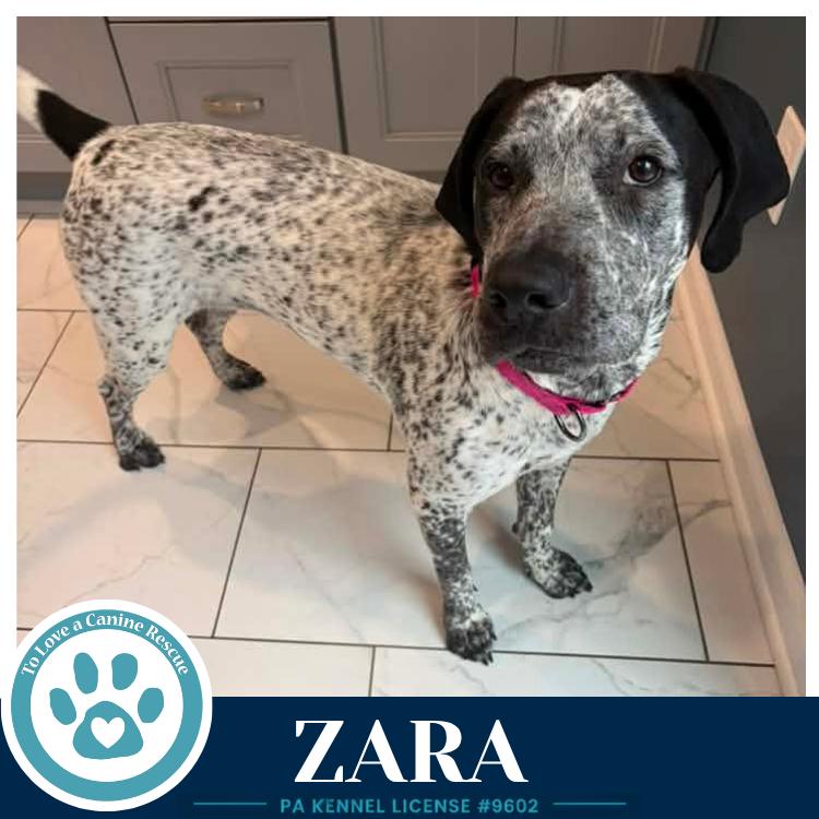 Zara 080126, a Adoptable mixed breed in Kimberton, PA image 5/5