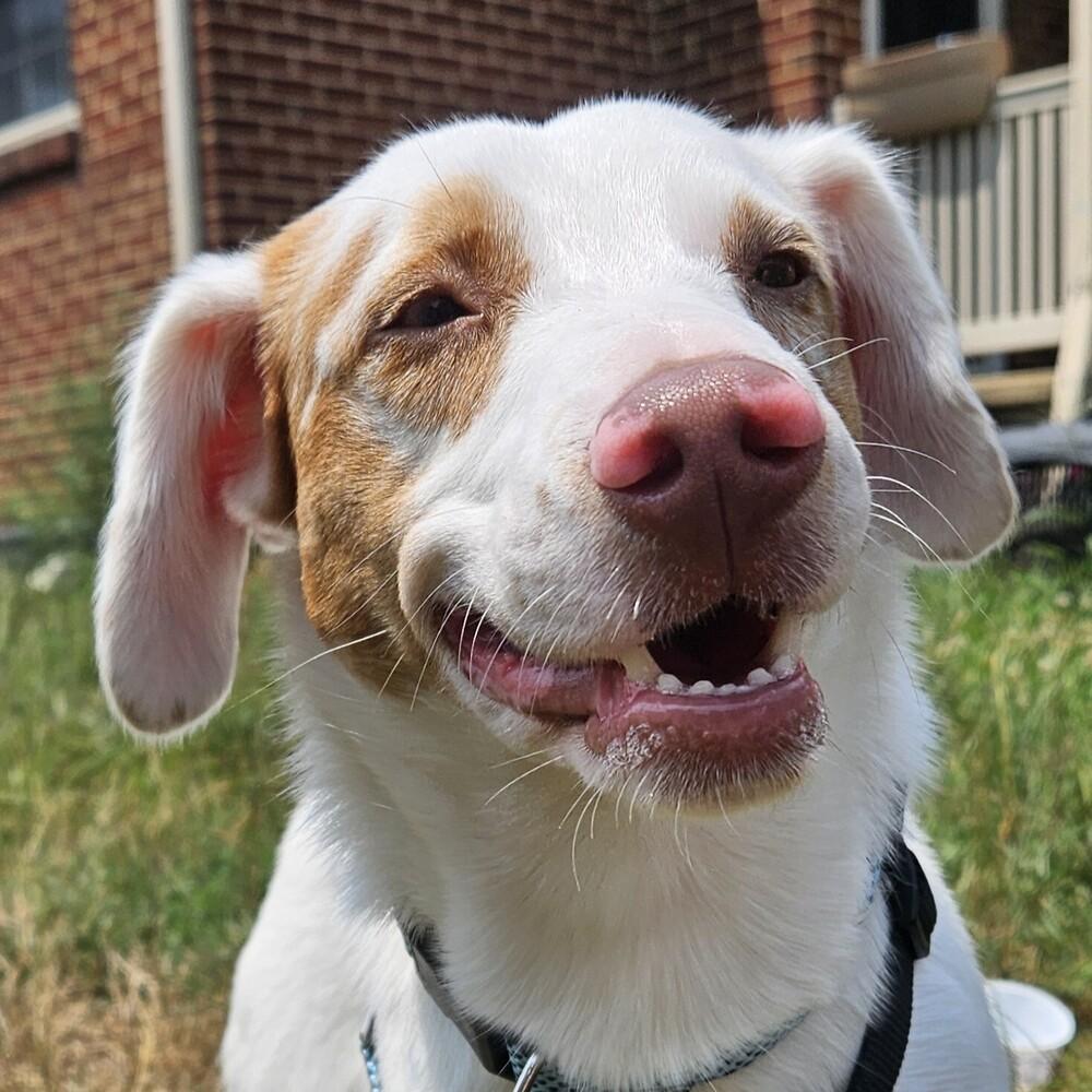 Enlarge Morty, a Adoptable mixed breed in Troy, VA image 1/2