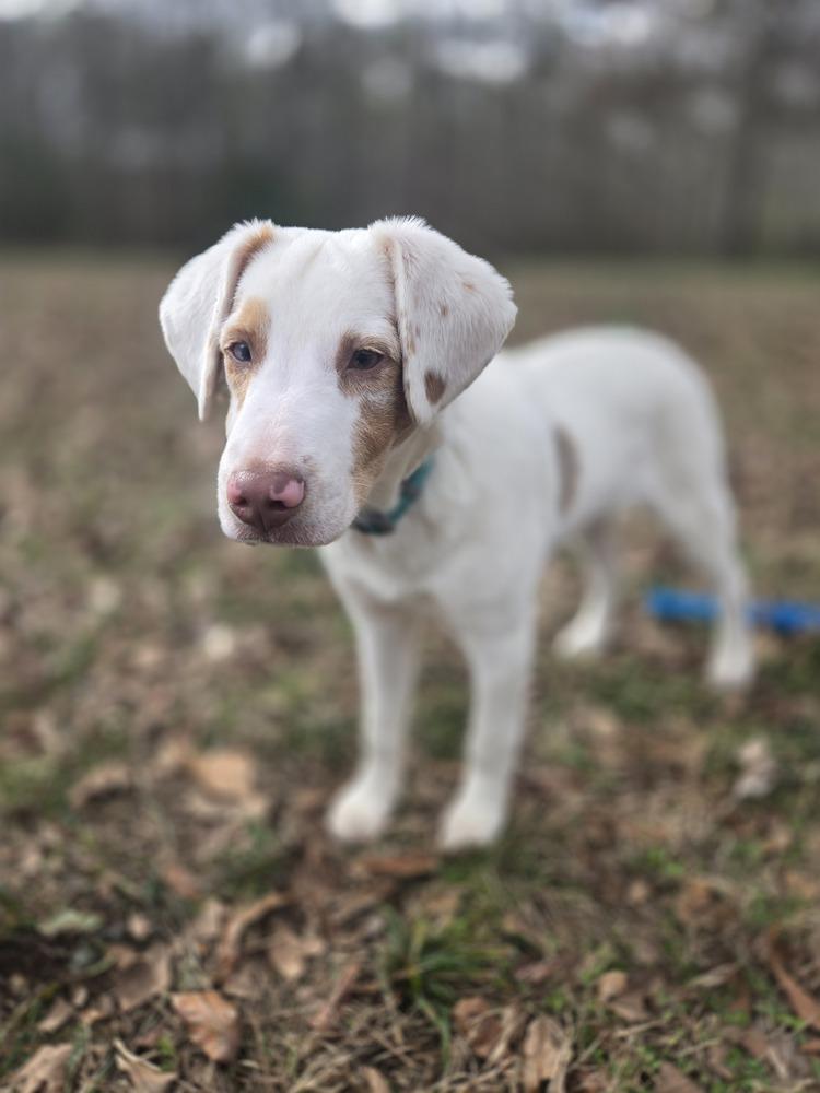 Enlarge Morty, a Adoptable mixed breed in Troy, VA image 2/2