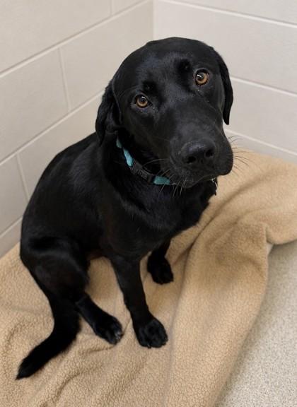 Enlarge Jack *In Foster*, a Adoptable mixed breed in Harbor Springs, MI image 1/1