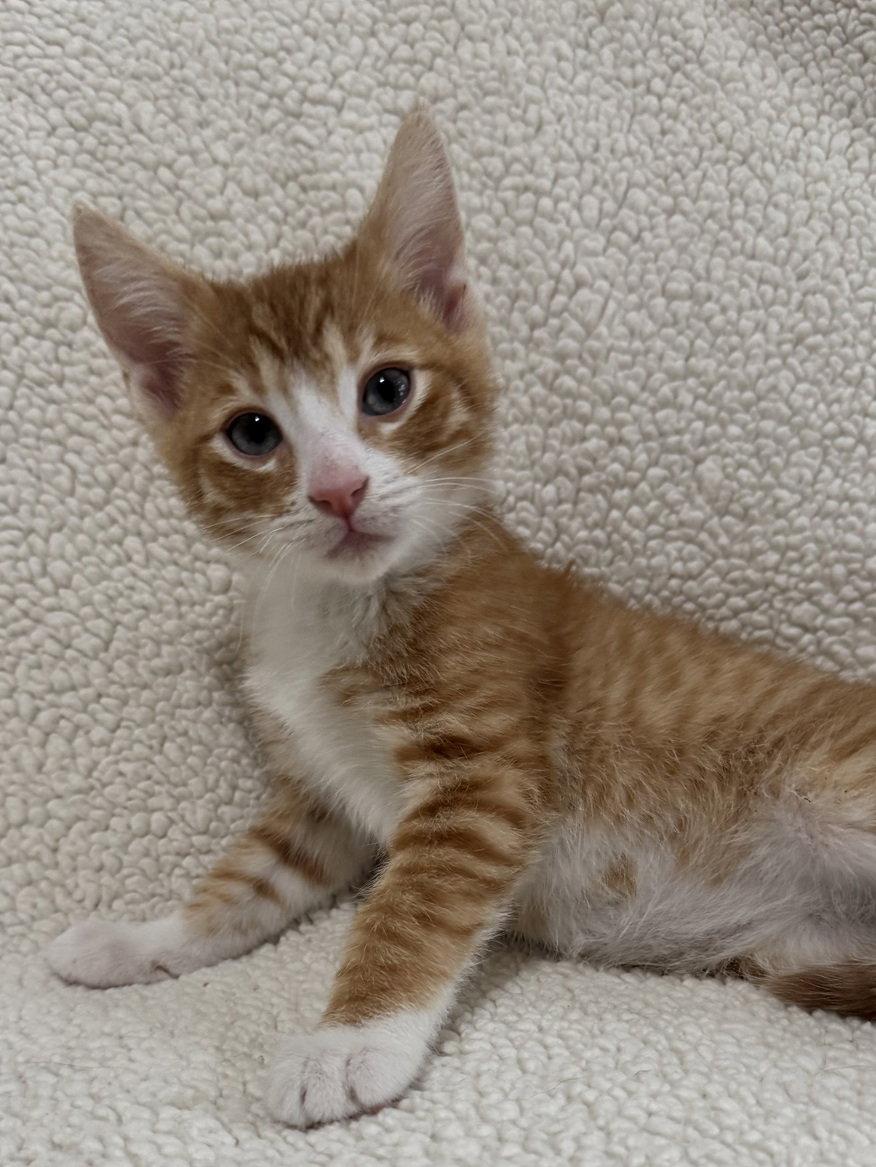 Firecracker26, adoptable, Kitten Male Domestic Short Hair & American Shorthair.