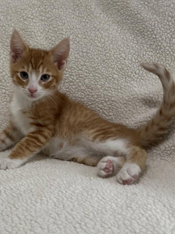 Firecracker26, an adoptable mixed breed in Nashville, TN image 2/3