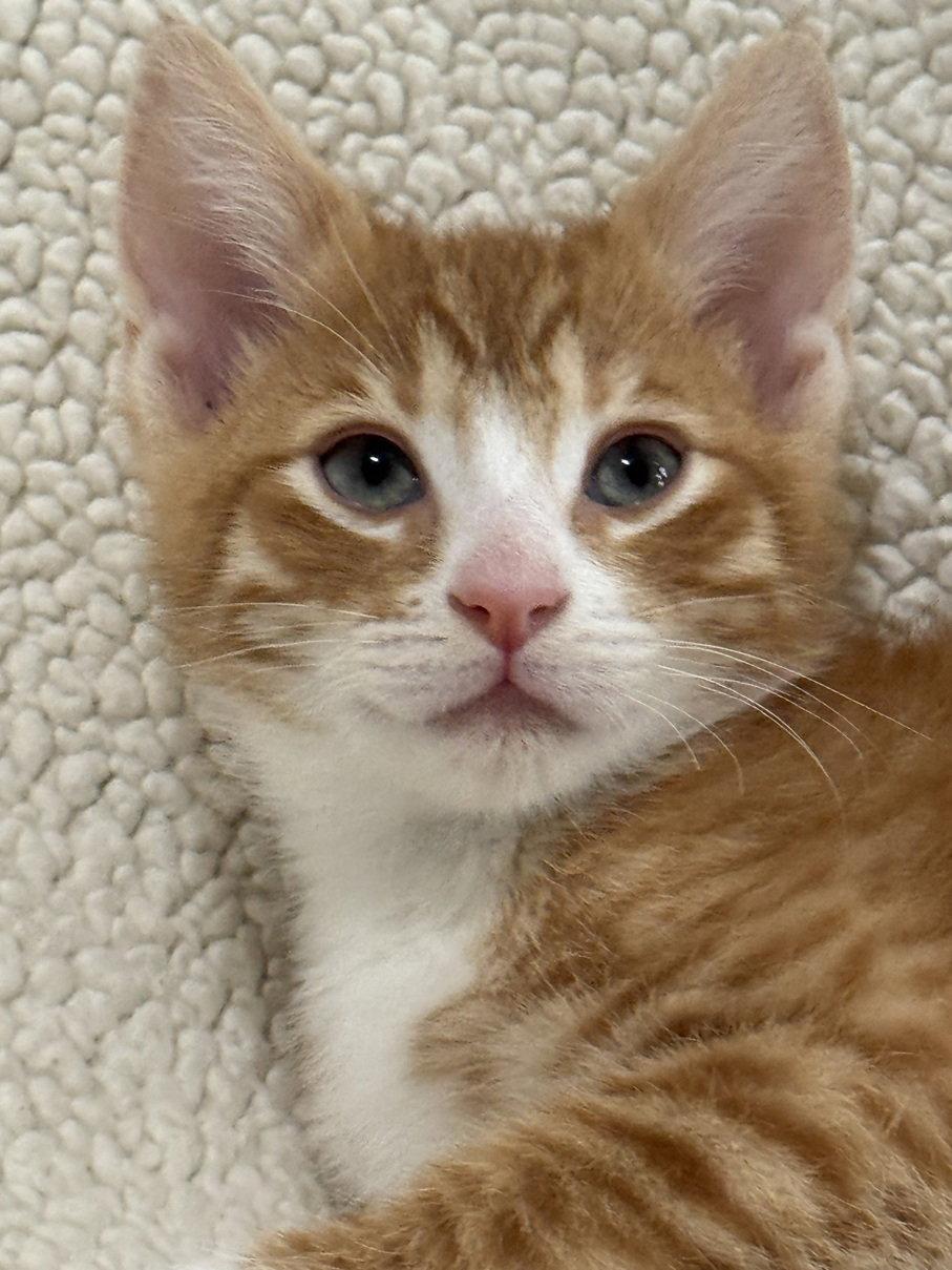 Firecracker26, an adoptable mixed breed in Nashville, TN image 3/3