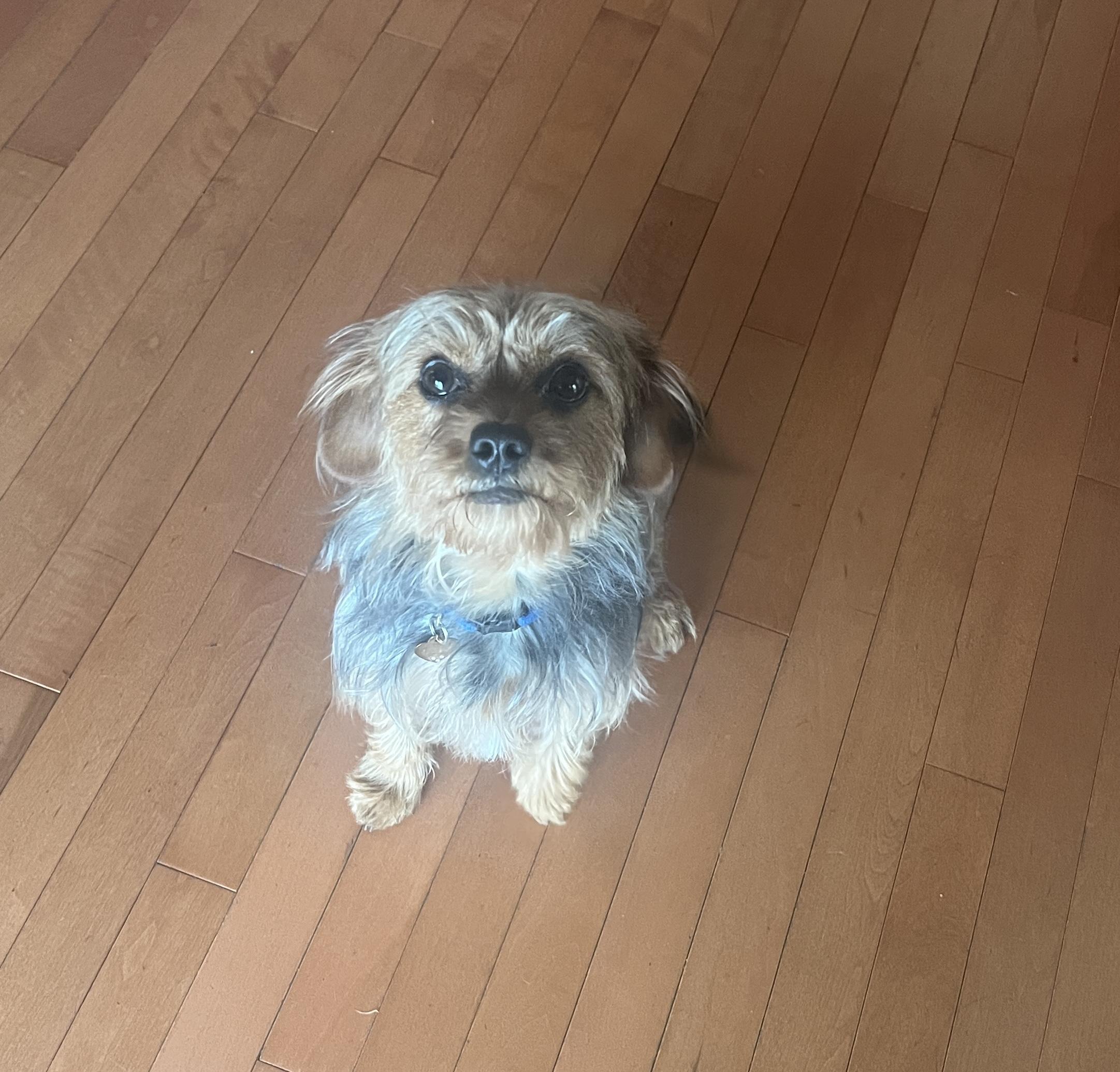 Enlarge Oliver, an adopted mixed breed in Smithfield, RI image 5/6