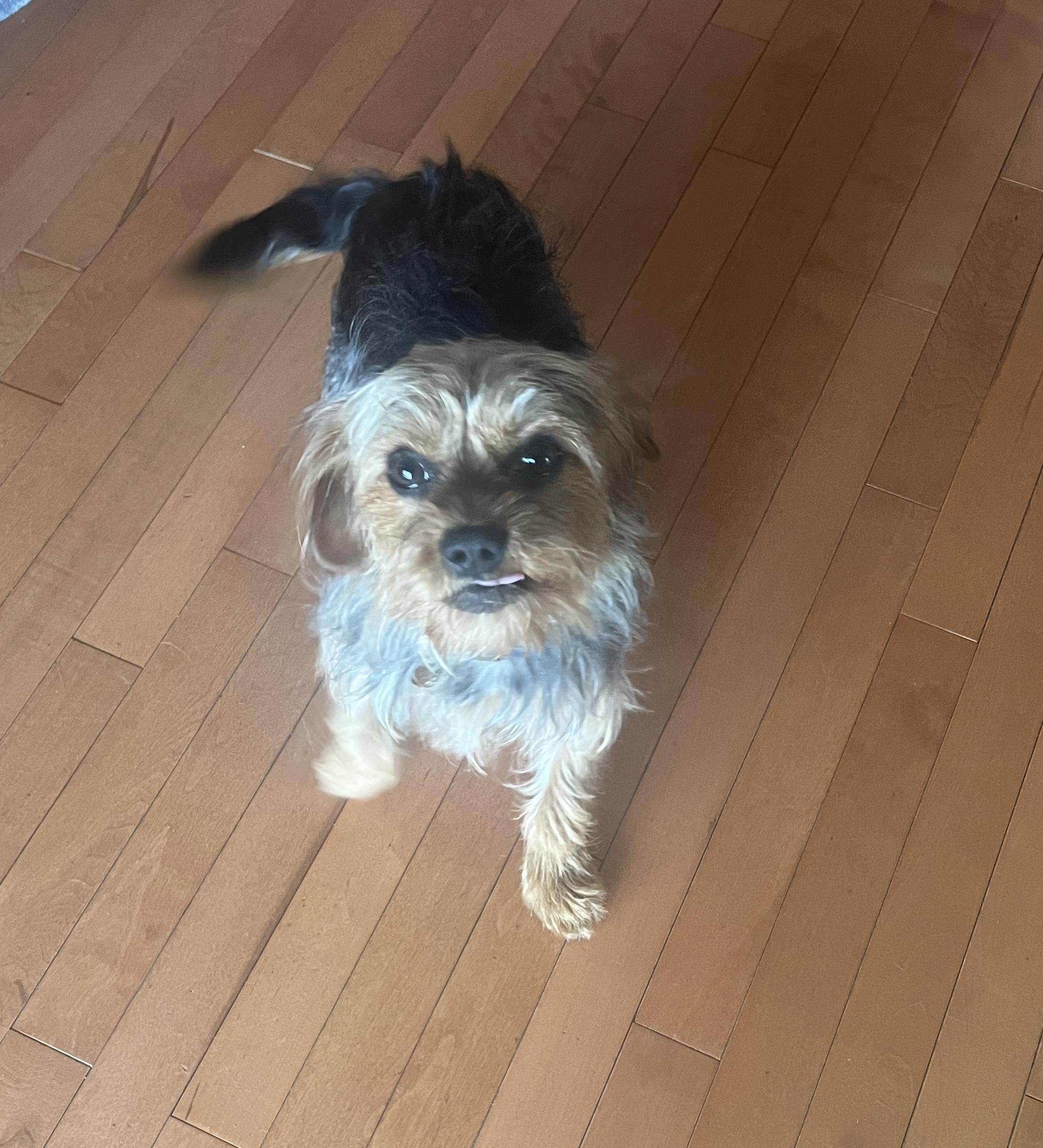Enlarge Oliver, an adopted mixed breed in Smithfield, RI image 6/6