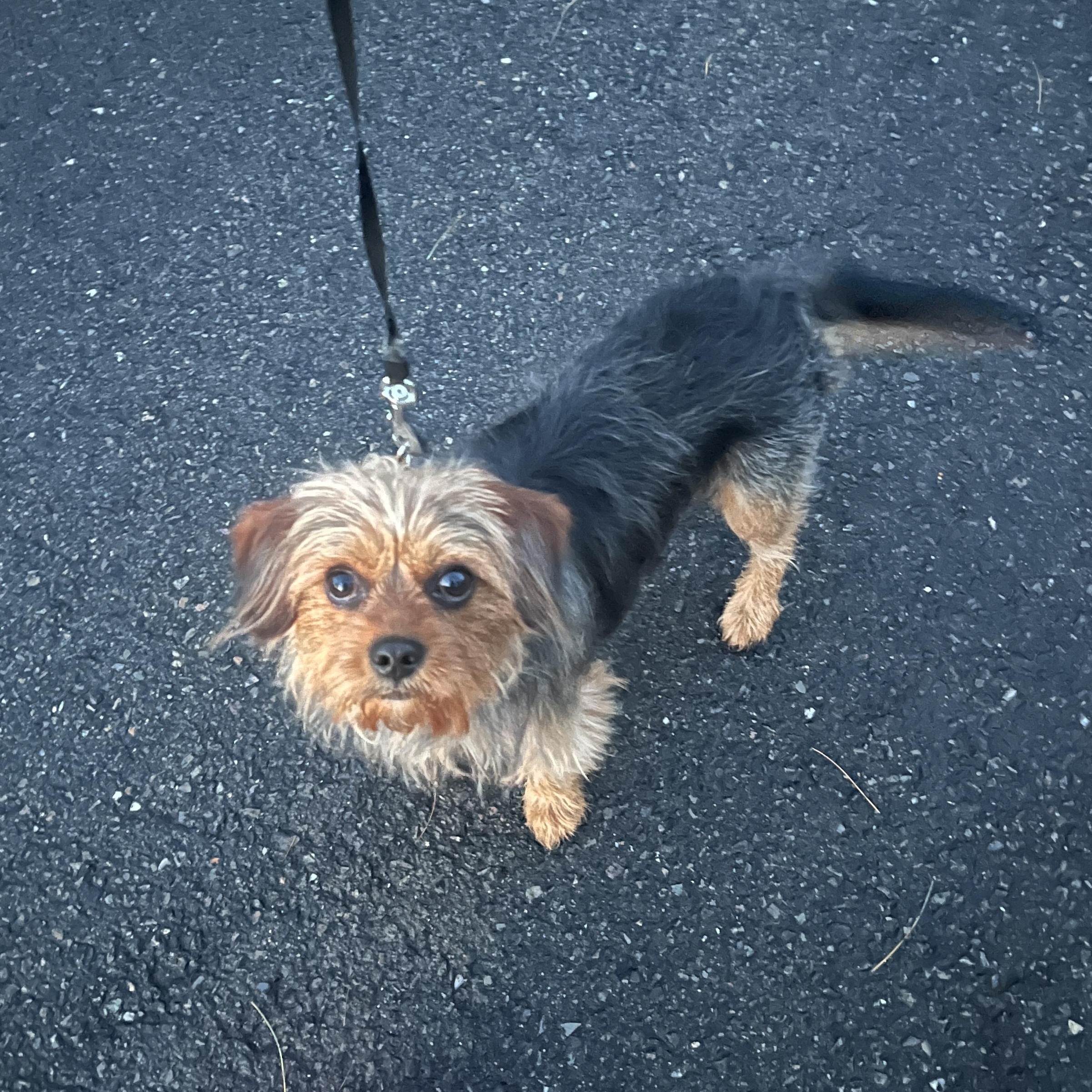 Enlarge Oliver, an adopted mixed breed in Smithfield, RI image 3/6
