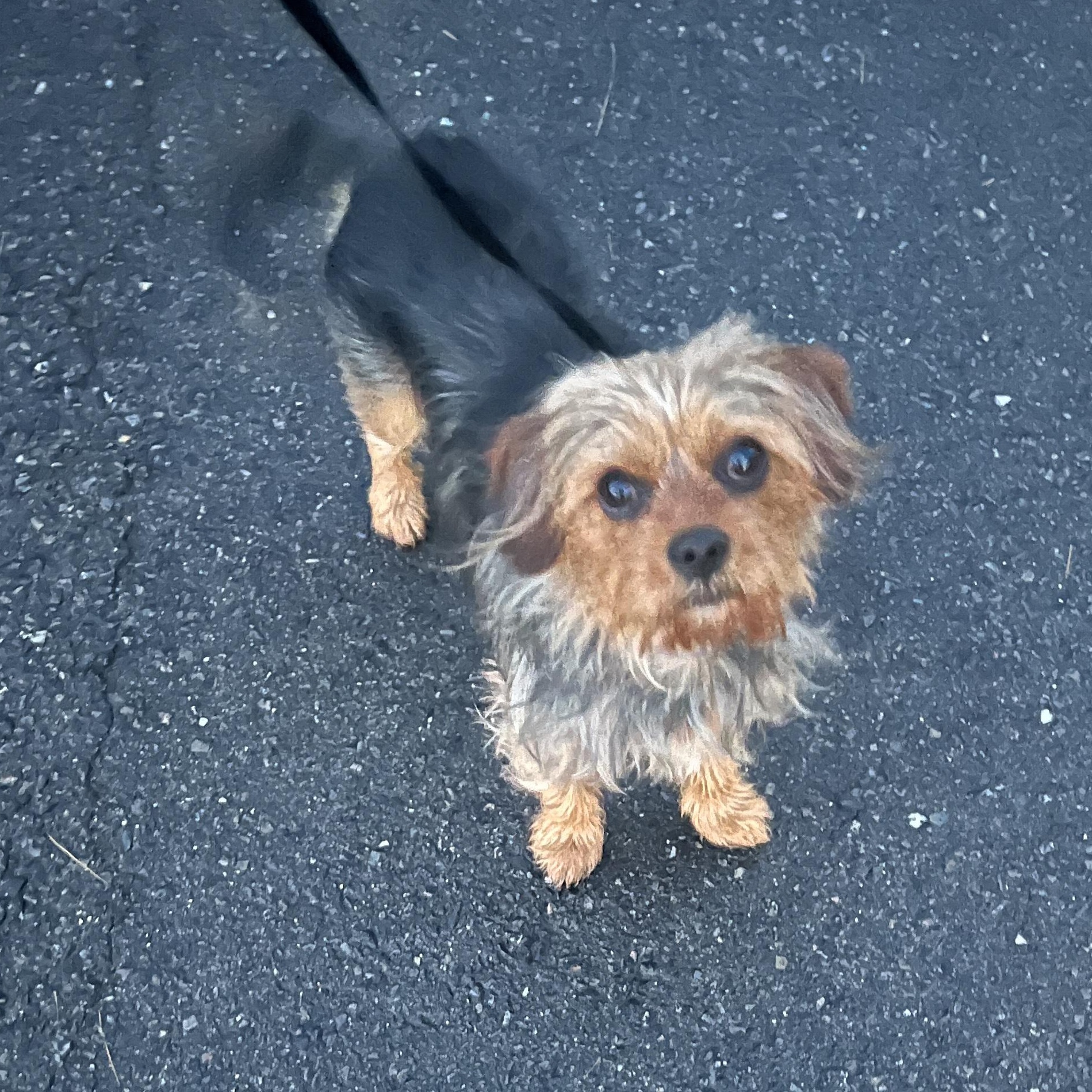 Enlarge Oliver, an adopted mixed breed in Smithfield, RI image 2/6