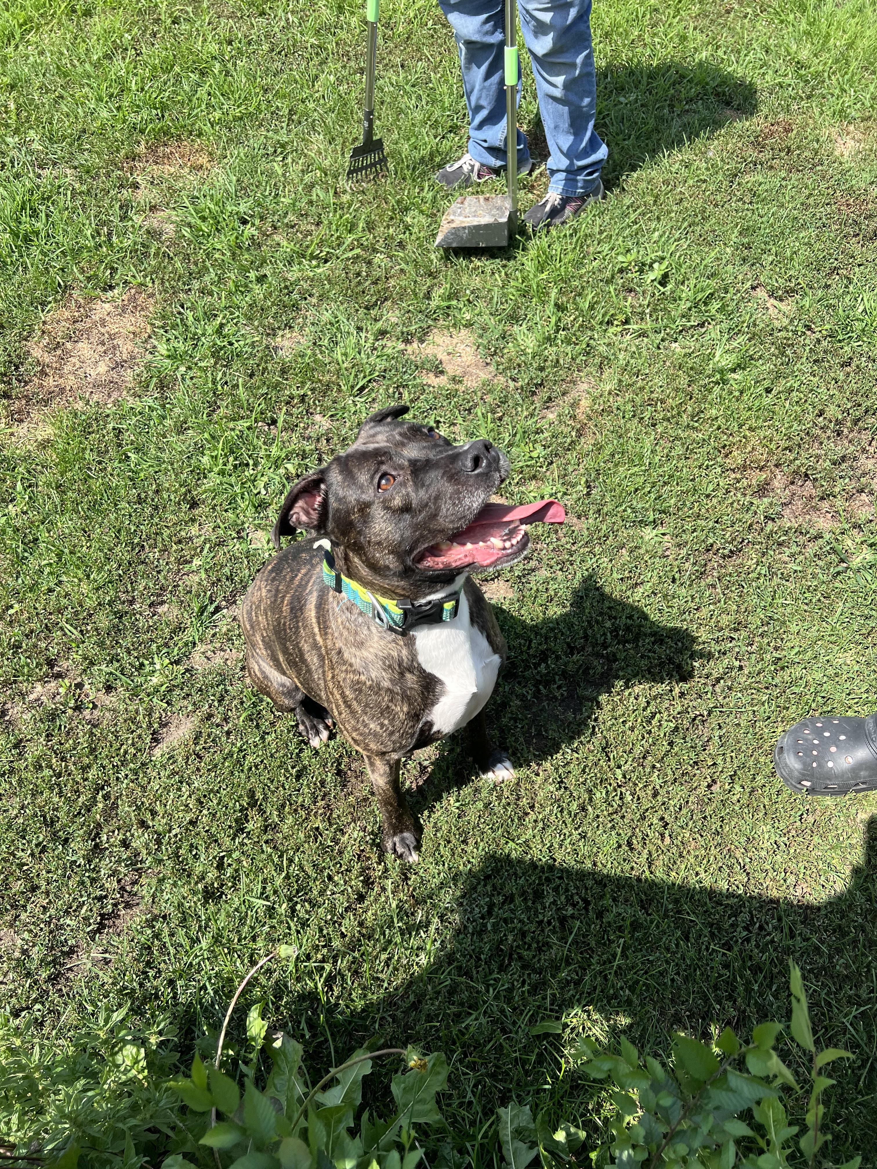 Enlarge Fern, a Adoptable mixed breed in Griffith, IN image 1/3