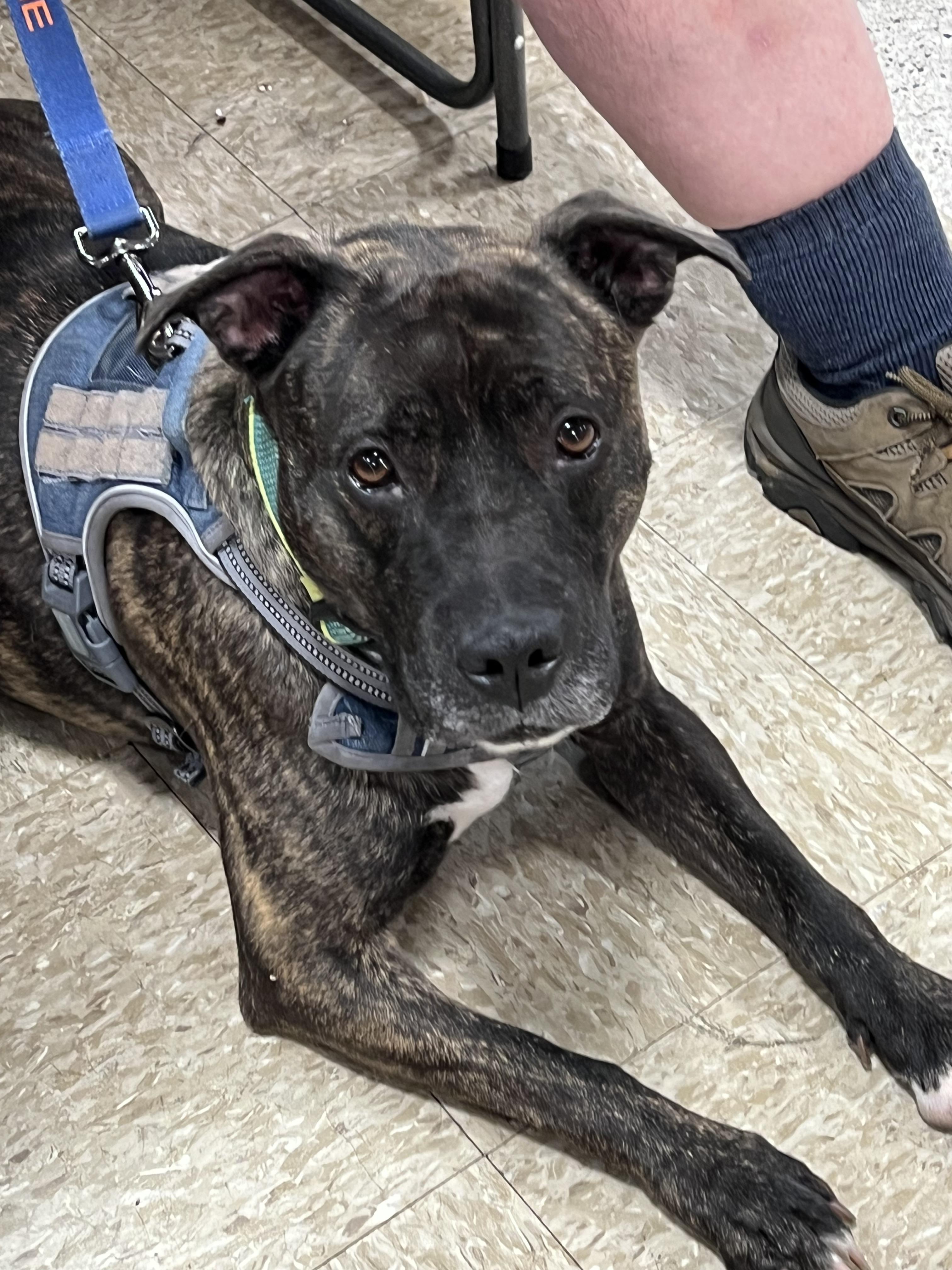 Enlarge Fern, a Adoptable mixed breed in Griffith, IN image 2/3