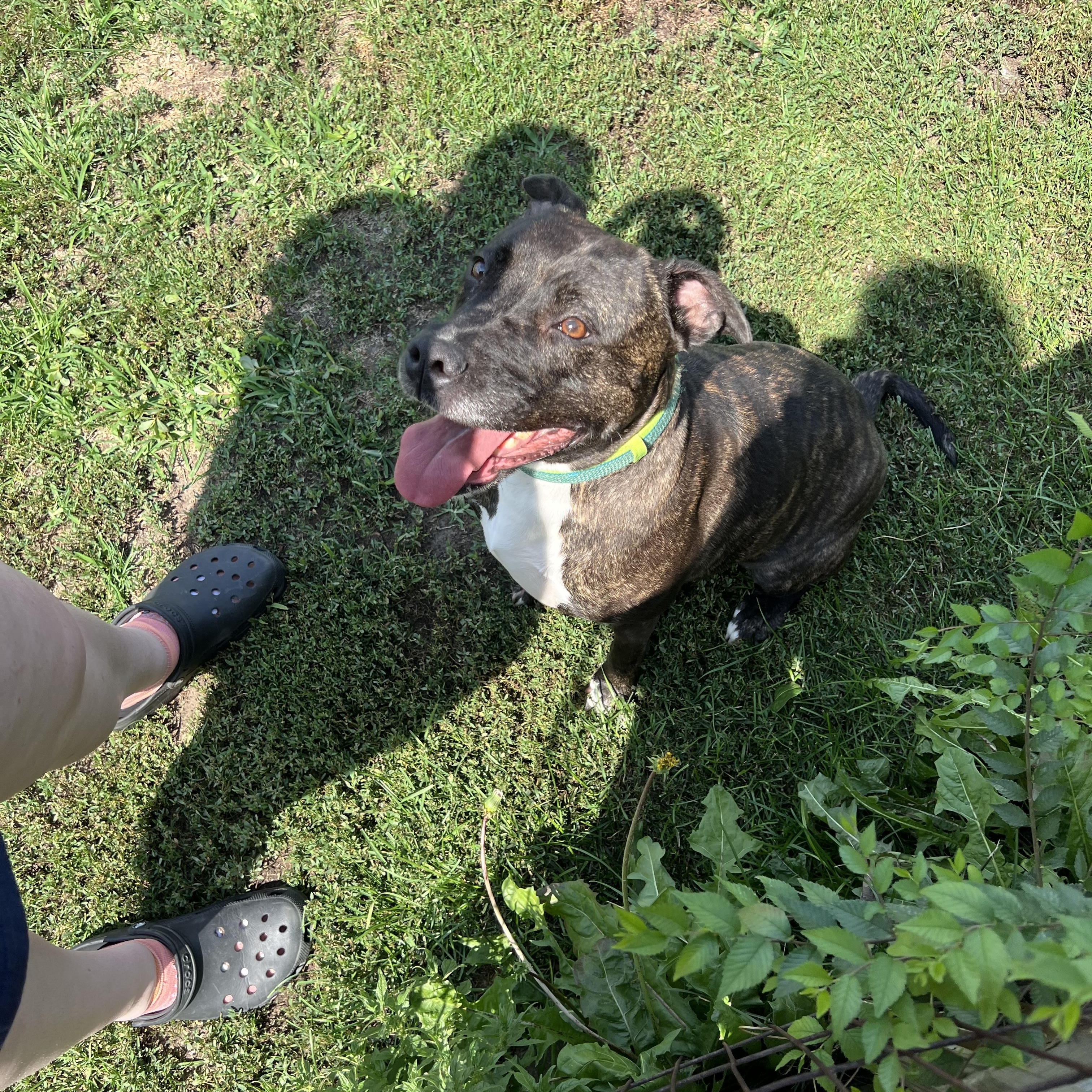 Enlarge Fern, a Adoptable mixed breed in Griffith, IN image 3/3