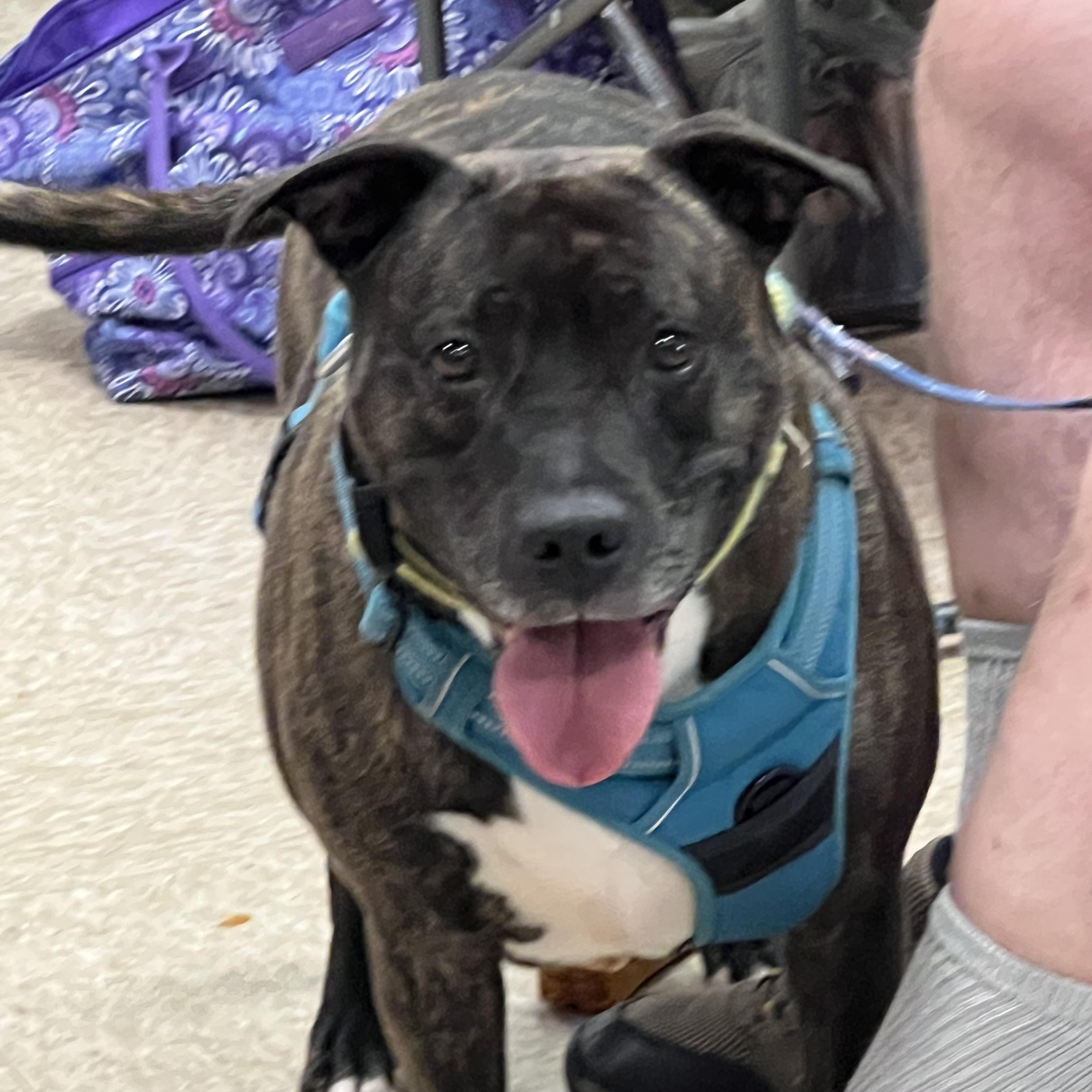 Fern, Adoptable, Adult Female Pit Bull Terrier.