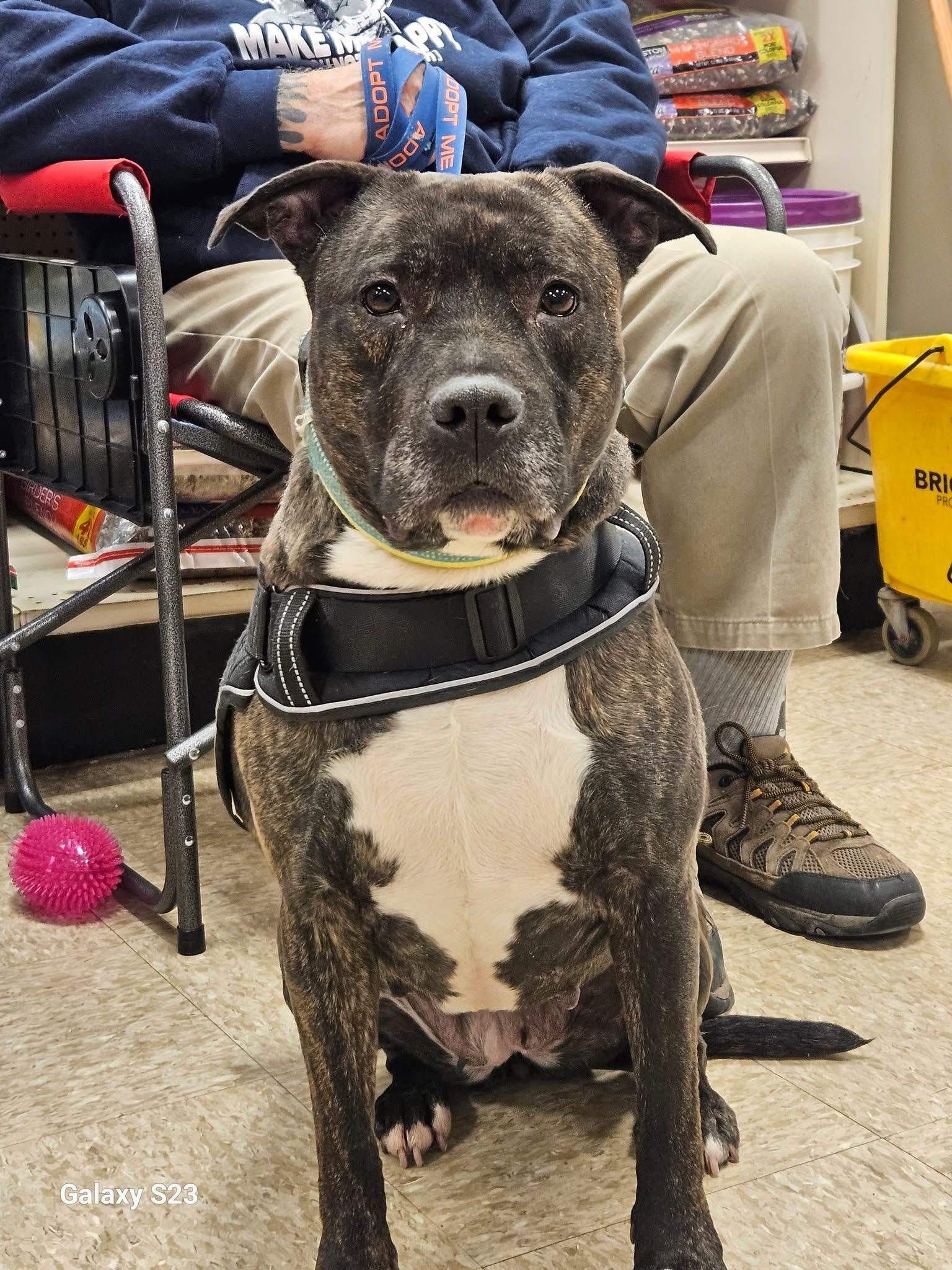 Enlarge Fern, a Adoptable mixed breed in Griffith, IN image 4/4