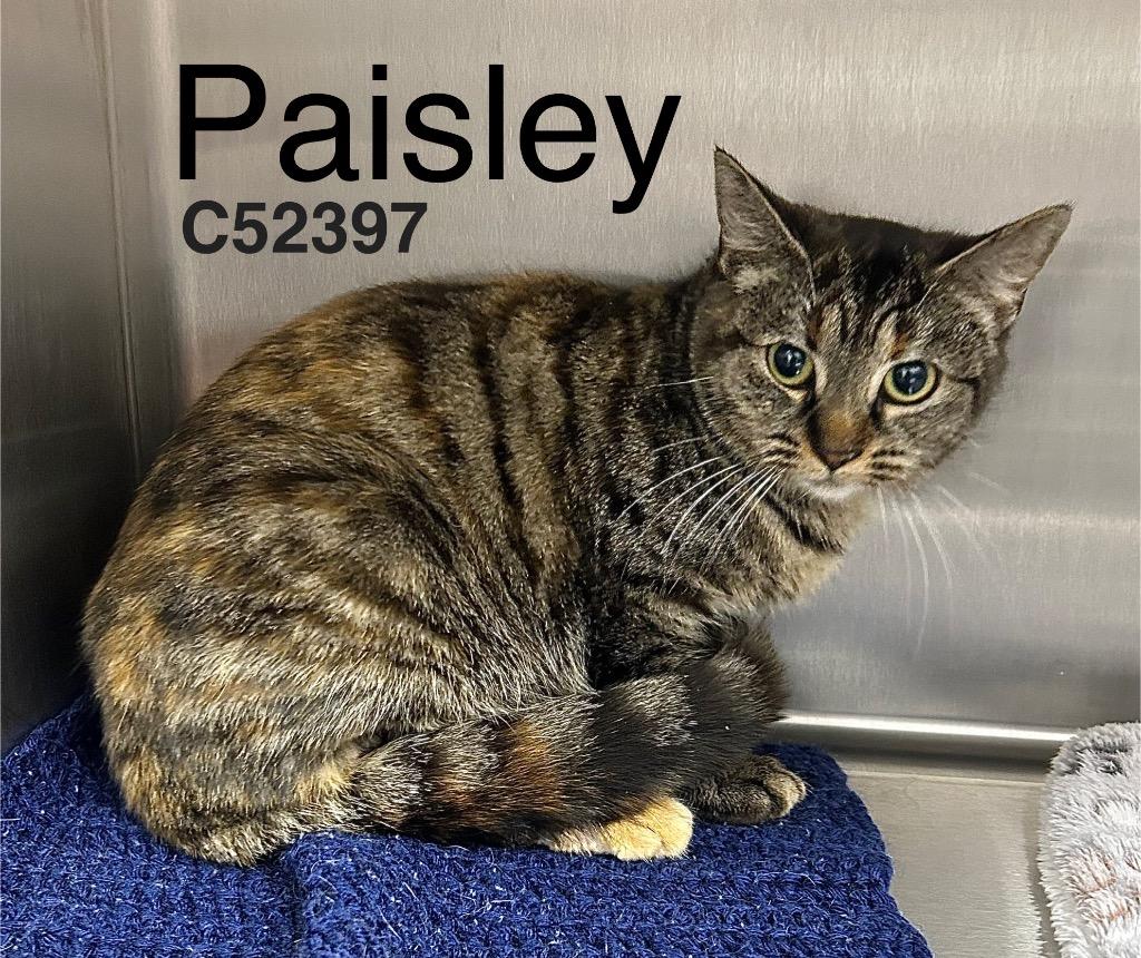 Paisley, Adoptable, Young Female Domestic Short Hair.