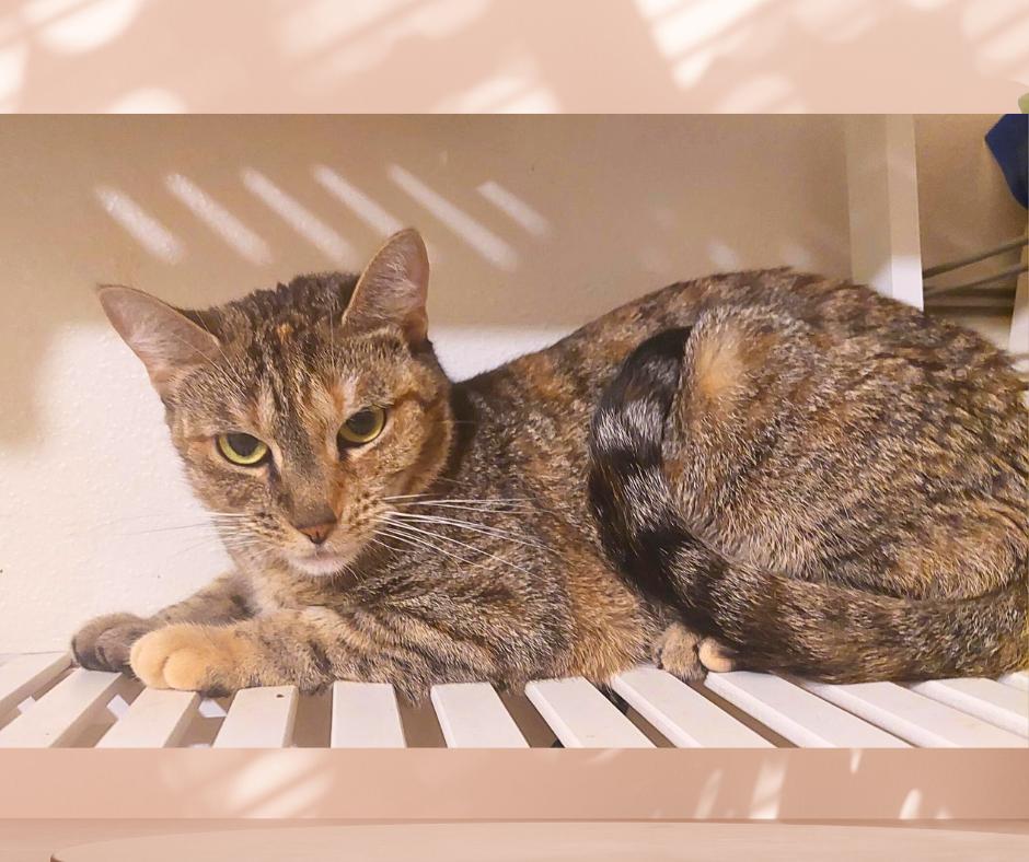 Enlarge Gemma (w/Jackson), a Adoptable Torbie in Orange City, FL image 3/5