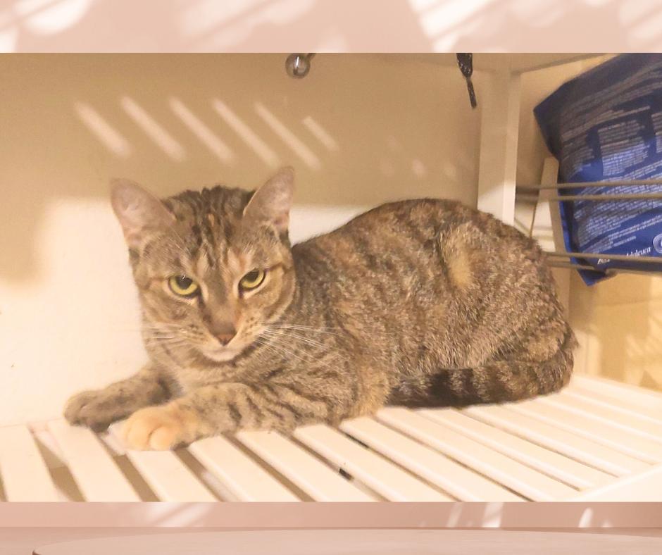 Enlarge Gemma (w/Jackson), a Adoptable Torbie in Orange City, FL image 5/5