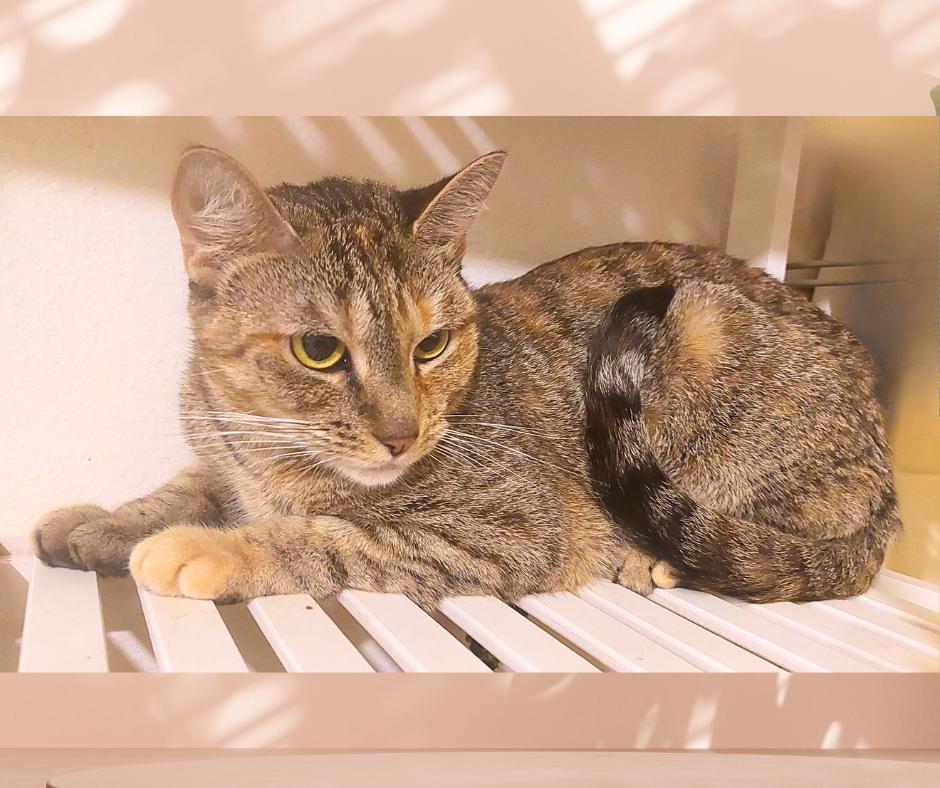 Enlarge Gemma (w/Jackson), a Adoptable Torbie in Orange City, FL image 2/5