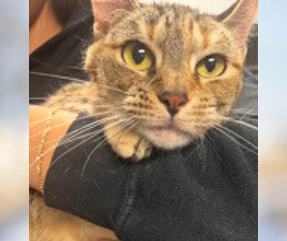 Enlarge Gemma (w/Jackson), a Adoptable Torbie in Orange City, FL image 1/5