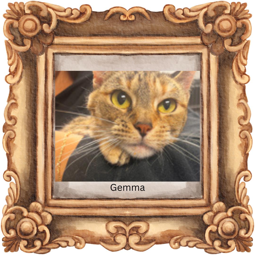 Enlarge Gemma (w/Jackson), a Adoptable Torbie in Orange City, FL image 4/5