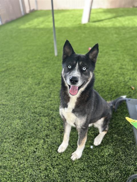 Enlarge KIWI, a Adoptable mixed breed in Chula Vista, CA image 1/1